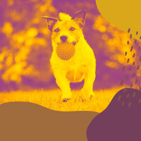 Subdued Bossa - Vibe for Keeping Your Dog Happy - Dog Chill Out Music