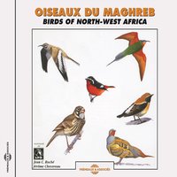 Little swift - Martinet des maisons apus affinis