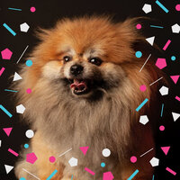 Astounding Tenor Saxophone Solo - Vibe for Cute Dogs - Music for Dogs Peace