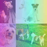 Mind-blowing Backdrops for Keeping Pups Happy - Relaxation Music For Dogs