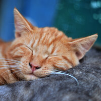 40 Songs for Enhanced Relaxation