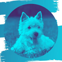 Calm Sleepy Pups - Music for Dogs