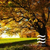 Soft Smooth Yoga Sounds of Forest and Birds