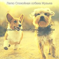 Созерцая (Спокойные собаки) - Легко Спокойная собака Музыка