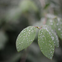 Rain in the Creek - Spa Music Collective & Academia de Música para Massagem e Relaxamento & Meditation Music Experience