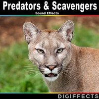 Lion Roars and Moans Indoors Version 2 - Digiffects Sound Effects Library