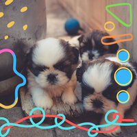 Fashionable Ambiance for Separation from Dogs - Sleeping Music For Dogs