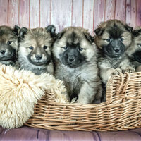 Fantastic Calming Dogs - Piano Music for Dogs Project