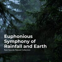 Forest Soft Drizzles - ASMR Rain Sounds & Rain Sounds Nature Collection & Sleepy Rain