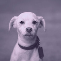 Nice (Stressed Dogs) - Lively Dog Calming Music
