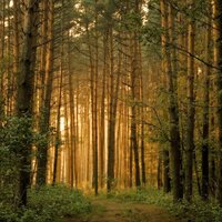 Forest No.44 - First Dream