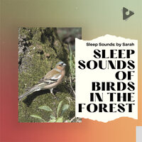 Mount Desert Island Summer - Sleep Sounds: by Sarah & Sleep Sounds Of Nature