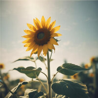 Golden Day