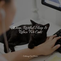 Deep, Restful Sleep & Relax For Cats