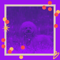 Marvellous Moods for Dogs at Home Alone - Dog Music