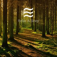 Soft Sounds of Woods and Birds