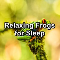 Forest Frogs in the Morass - Musica relajante & Nature Sounds Artists & Frog Sounds