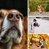 Carefree (Doggy Meal Time) - Music for Dogs