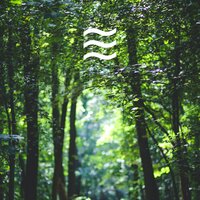 Sounds of Ambient Forest and Rain for Relax