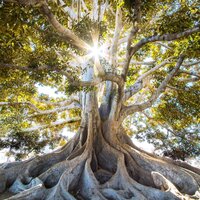 40 Calming Tracks for Meditation & Mindfulness