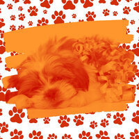 Mysterious Sleeping Dogs - Beautiful Doggy Music