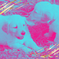 Entertaining Backdrops for Doggy Wellness - Sleeping Music For Dogs