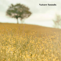 Calming Nature Sounds, Relaxing Nature Noises, Pt. 5 - Nature Recordings & The Outdoor Library & The Nature Soundscapes