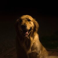 Breathe - Dog Music & Sleeping Music For Dogs & Music for Dog's Ears