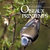 Sitelle torchepot - Jean C. Roché