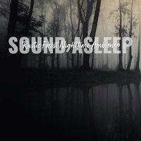 Rustic Forest Nighttime Ambience, Pt. 1 - Elijah Wagner