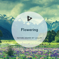 White Collared Jay - Nature Sounds by Lullify & Sleep Sounds Of Nature