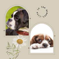 Fantastic (Doggy Meal Time) - Doggy Relaxing Sounds