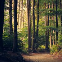Easing - Massage Tribe & Música para Relaxar Maestro & Sleeping Music