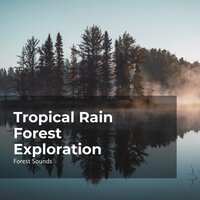 Relaxing Nature - Ambient Forest & Forest Sounds & Rainforest Sounds