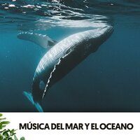 Ambiente Académico - Solfeggio Frequencies 528Hz & Ocean Sounds FX & Brainwave Samples