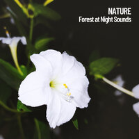 Soothing Forest Noise - Nature Sounds Nature Music & Sounds of Nature Noise & Nature Ambience