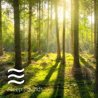 Soft Soothing Forest and Rain Sounds