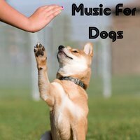 Sweet Lullaby - Music for Dogs & Music for Dogs Peace & Relaxing Puppy Music & Calm Pets Music Academy