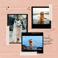 Opulent Ambience for Dog Calming - Chill My Pooch