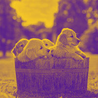 Opulent Bossa Nova - Vibe for Doggy Stress - Calming Jazz For Dogs