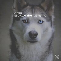 Ultimate Calm Meditative Music for Your Dog, Pt. 4 - Dog Music