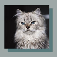 Heavenly Moods for Cat Love - Relax My Cat