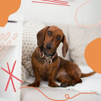 Lonely Moods for Well Trained Dogs - Dog Music Dreams