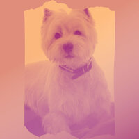Stylish Serene Puppies - Dog Music Experience