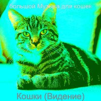 Чувство (Котята) - большой Музыка для кошек