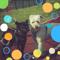 Retro Music for Cute Dogs - Dog Music Experience