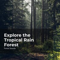 Appreciating the Earth - Ambient Forest & Forest Sounds & Rainforest Sounds