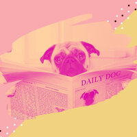 Sensational Bossa Nova - Vibe for Relaxing Your Dog - Classy Relaxing Dog Music