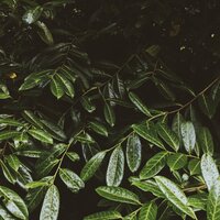 Soft Rain & Gentle Thunder - Help Me Sleep & Preschool Kids & Calming Sounds