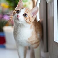 Meditation Music for Cats